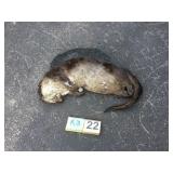 River Otter - Whole River Otter - Whole