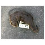 River Otter - Whole River Otter - Whole