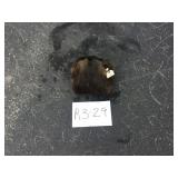 River Otter - Pelt River Otter - Pelt