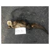 River Otter - Pelt River Otter - Pelt