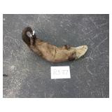 River Otter - Whole River Otter - Whole