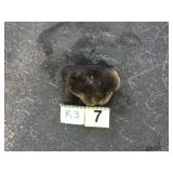 River Otter - Pelt River Otter - Pelt