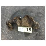 River Otter - Pelt River Otter - Pelt