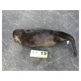 River Otter - Whole River Otter - Whole