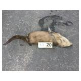 River Otter - Whole River Otter - Whole