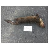 River Otter - Whole River Otter - Whole