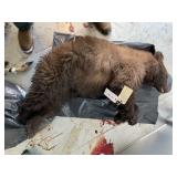 Whole Black Bear (Frozen) Whole Black Bear (Frozen)