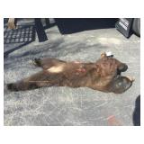 1 adult Black bear whole body 1 adult Black bear whole body