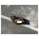 1 black bear hide and skull 1 black bear hide and skull