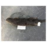 River Otter - Whole River Otter - Whole