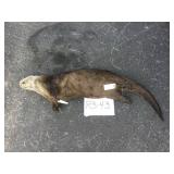 River Otter - Whole River Otter - Whole