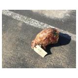 1 black bear skull 1 black bear skull