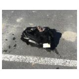 1 black bear hide and skull 1 black bear hide and skull