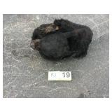 Bear hide, salted Bear hide, salted