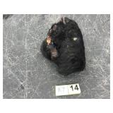 Bear hide and skull Bear hide and skull