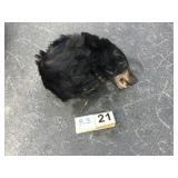 Black Bear - Pelt and Skull Black Bear - Pelt and Skull