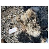 Skinned Wolf Hide Skinned Wolf Hide