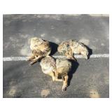 3 whole coyotes 3 whole coyotes