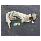 Wolf hide, salted Wolf hide, salted