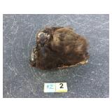 Black bear hide with Skull Black bear hide with Skull