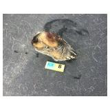 Badger - Whole Badger - Whole