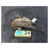 Pheasant - Whole Pheasant - Whole