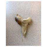 Shark Tooth