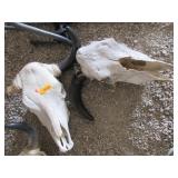 2) Animal Skulls