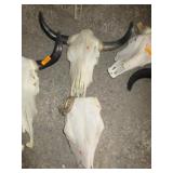 2) Animal Skulls