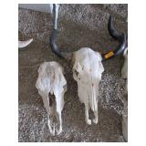 2) Animal Skulls