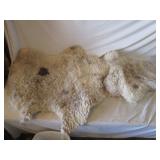 Sheepskin (Needs Cleaned)