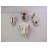 4) Animal Skulls
