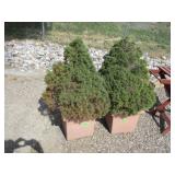 2) Evergreen Bushes