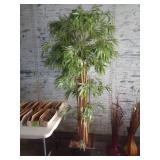 Silk Tree