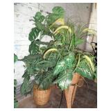 2) Silk Plants