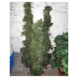 3) Silk Plants