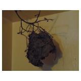 hornet nest