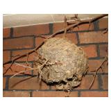 hornet nest 