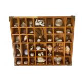 Wood and Glass Display Case with Shells