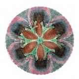 Etruscan Majolica Shell & Seaweed  Oyster Plate 7"