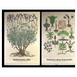 2 large Botanical Posters