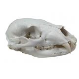 Painted & Glued Black Bear Skull, 9 Inches