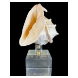 Mounted Large Horned Queen Conch Shell