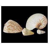 Group of Four Marine Shell Specimens