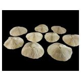 Nine Mushroom Coral Skeletons