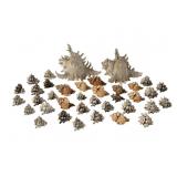 Assortment of Natural Murex Shells