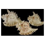 Three Ramose Murex Marine Specimen Shells
