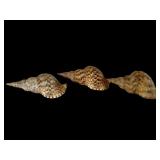 Three Charonia Tritonis Triton Trumpet Shells