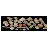 Assortment of Natural Shells and Coral