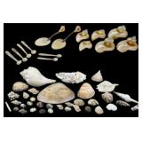 Assorted Seashell Tableware and Natural Specimens
